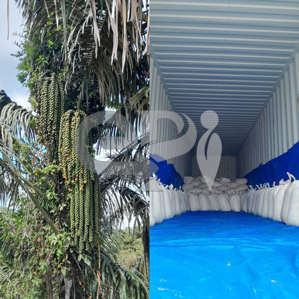 Sugar Palm Tree